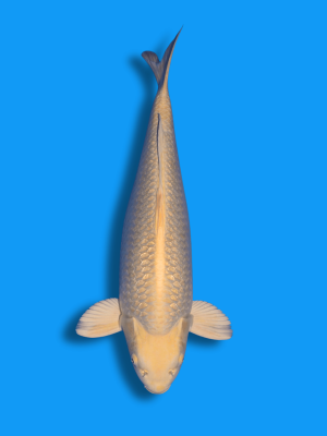 Ginrin Yamabuki |  Koi&Co.